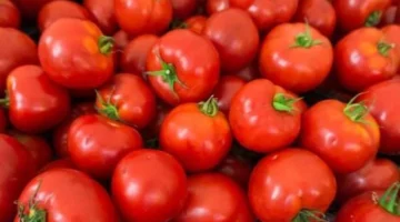 توقيت تراجع أسعار الطماطم في الأسواق بعد موجة الارتفاع الأخيرة بالأسواق